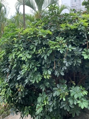 Heptapleurum arboricola