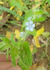 Bothriospermum secundum