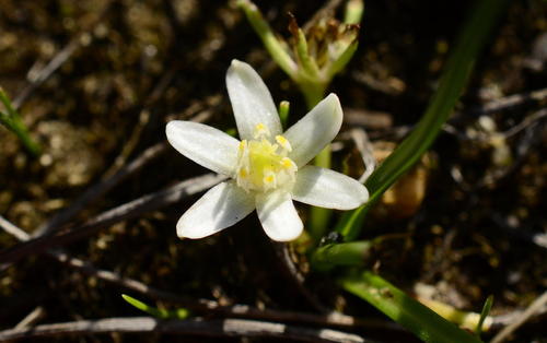 Spiloxene minuta
