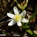 Pauridia pygmaea - Photo (c) Vera Frith, algunos derechos reservados (CC BY-NC), subido por Vera Frith