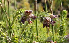 Amphithalea tomentosa