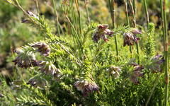 Amphithalea tomentosa