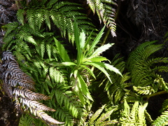 Erigeron fernandezianus