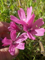 Sidalcea malviflora malviflora