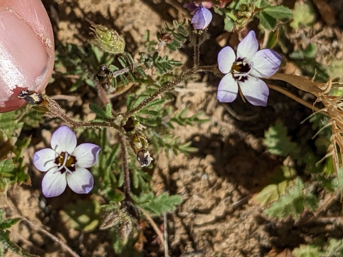 iNaturalist observation photo of bird's-eye gilia