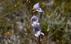 Disa venusta