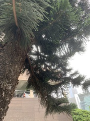Araucaria heterophylla
