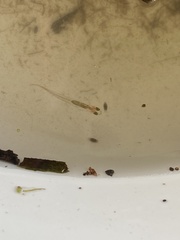 Phenacostethus smithi