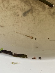 Phenacostethus smithi