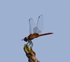 Urothemis signata
