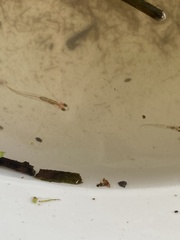 Phenacostethus smithi