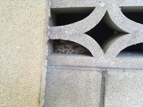 iNaturalist observation photo of Southwestern Speckled Rattlesnake