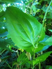 Smilax spinosa