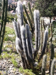Oreocereus