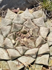 Ariocarpus retusus