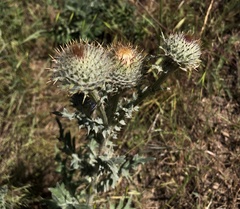 Cirsium cymosum