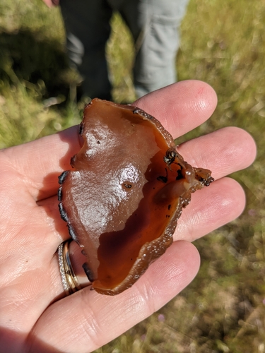 iNaturalist observation photo of Pezizas, Desert Truffles, and Allies