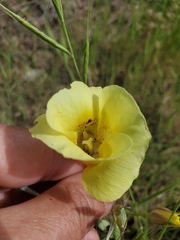 Calochortus superbus