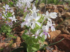 Lapeirousia pyramidalis pyramidalis