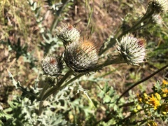 Cirsium cymosum