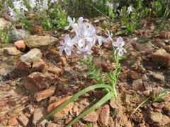 Lapeirousia pyramidalis pyramidalis