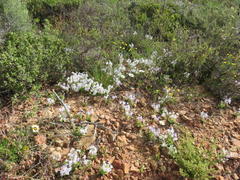 Lapeirousia pyramidalis pyramidalis