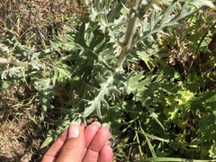 Cirsium cymosum