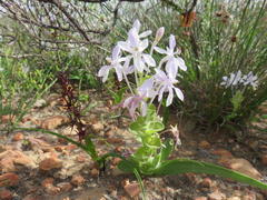 Lapeirousia pyramidalis pyramidalis