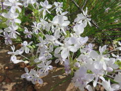 Lapeirousia pyramidalis pyramidalis