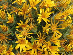 Gorteria integrifolia