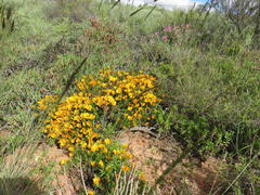 Gorteria integrifolia