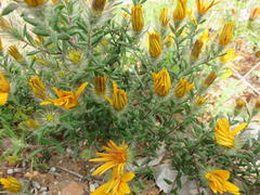 Gorteria integrifolia