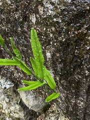 Lindsaea ensifolia