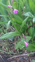 Bletilla