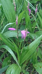 Bletilla