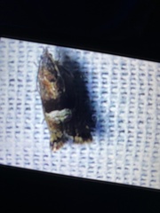 Sereda tautana