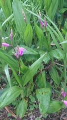 Bletilla