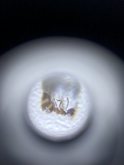 Nylanderia bourbonica