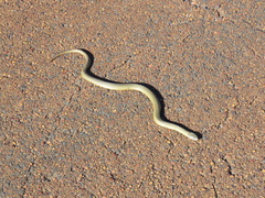 Elapognathus coronatus