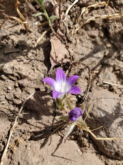 Githopsis pulchella ssp. campestris