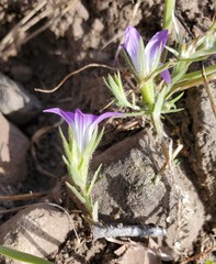Githopsis pulchella campestris