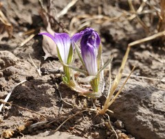 Githopsis pulchella campestris