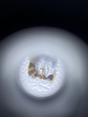 Nylanderia bourbonica