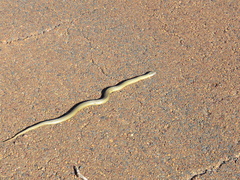 Elapognathus coronatus
