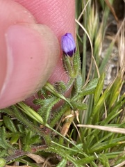 Gilia clivorum