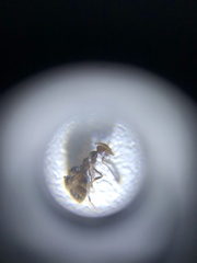 Nylanderia bourbonica