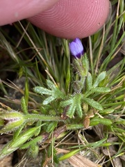 Gilia clivorum