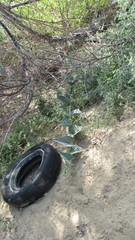 Cucurbita foetidissima