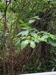 Clerodendrum cyrtophyllum