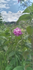 Lantana megapotamica